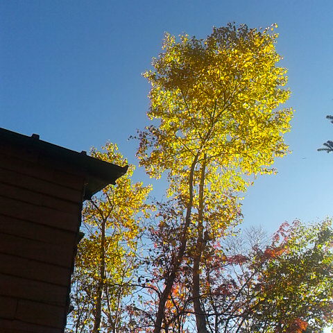 ダケカンバの黄葉。快晴の天気です。