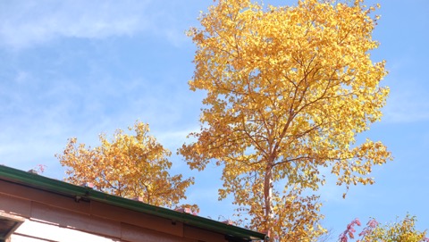 青緑から黄紅へ。