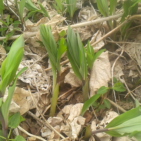 アマドコロ、余り知られていないけれどもとても美味しい山菜です。