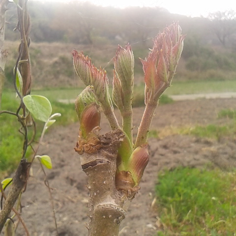 山菜、タラノメ。今年は山菜の成長が早いです。