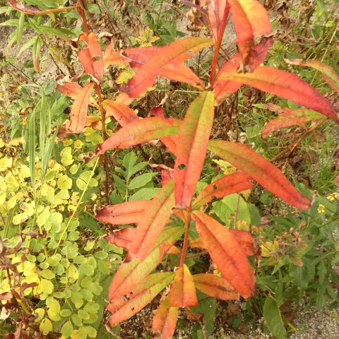 ヤナギランの草紅葉、
