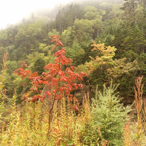 今日は１日雨。時々日が射しますが又雨、小屋回りのナナカマドが色付いていました。
