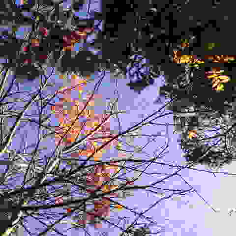 名残りのナナカマド。