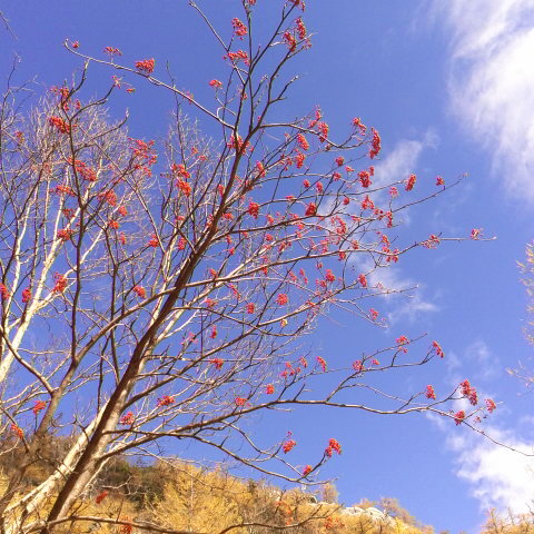 青空とナナカマドの真っ赤な実。