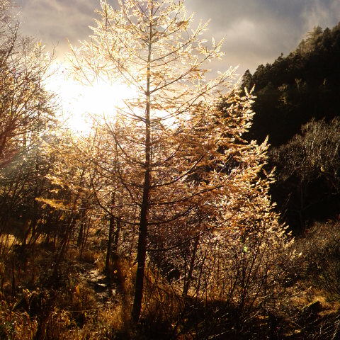 朝日にカラマツが輝いています。