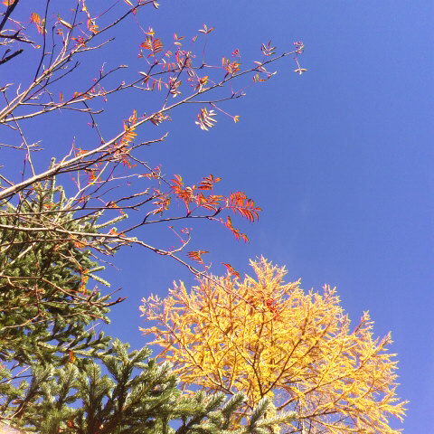 ナナカマドのフレデーィが後１日モツかなぁ～。