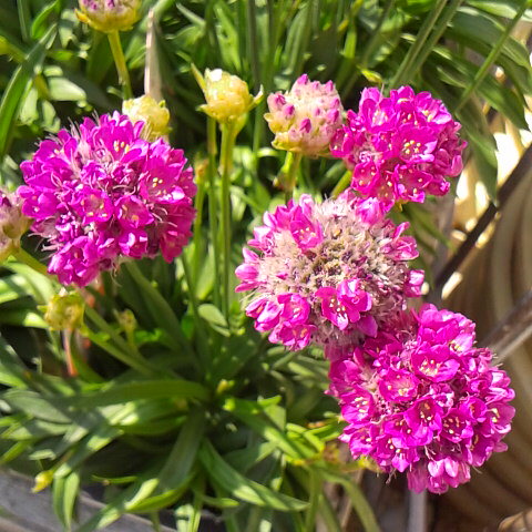 昨夜は鳳凰三山は雪です。3 月2日の誕生花はアルメリア