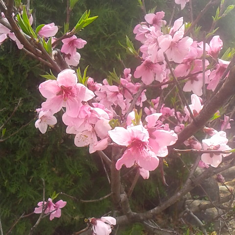 3月3日の誕生花は桃の花です。桃の節句です。雛祭りです。昨日は鳳凰三山は雪でした。