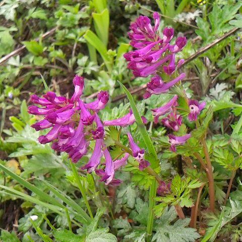 今日も良い天気です。3 月4日の誕生花はムラサキケマンです。