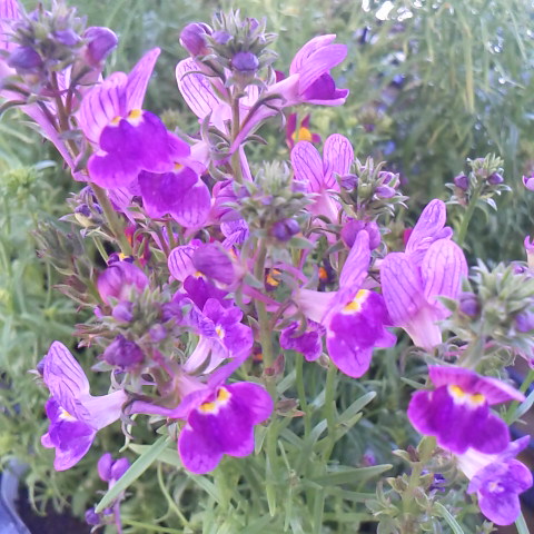 今日は啓蟄です。3 月5日の誕生花はリナリアです。昨日は春らしい暖かい日でした。庭でアマガエルの発鳴きを聞きました。