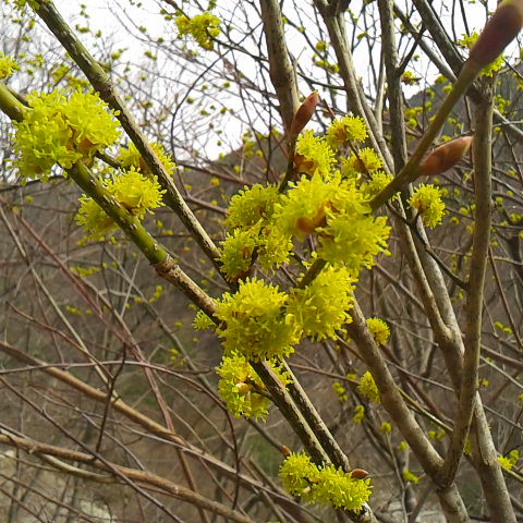 朝は冷え込みましたがよい天気です。3月8 日の誕生花はダンコウバイです