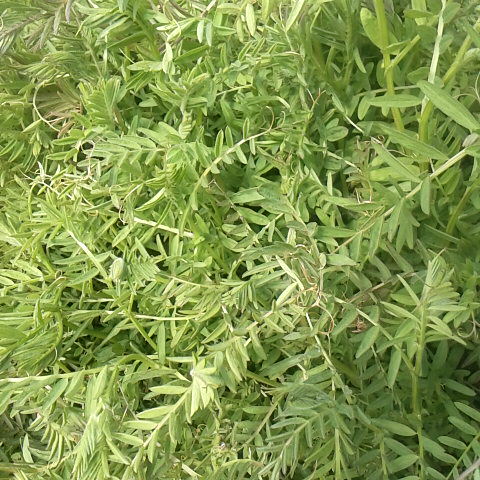 身近にある山菜。スズメノエンドウ、カラスノエンドウ。今が食べ頃です。