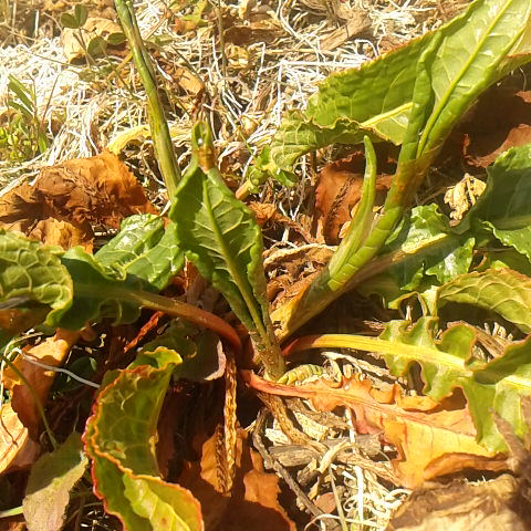春を食べませんか。ギシギシ、身近にある山菜です。羊蹄と書きます。日本在来種で土手や川原水辺などて日本中で普通に生えています。