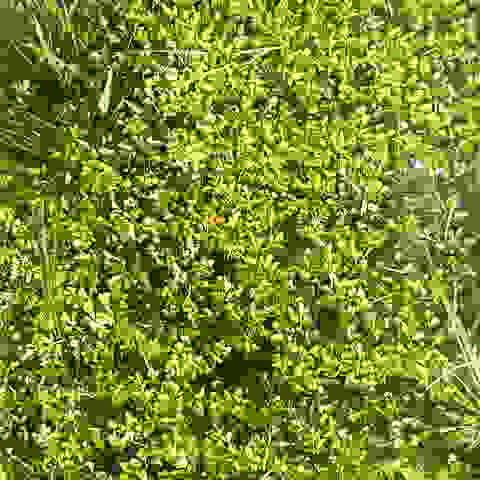 水ぬるみ野芹が食べ頃です。身近なところにも山菜があります。