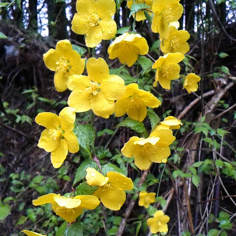 快晴の天気です、鳳凰三山など山梨県の山々は綺麗に見えています。3月9 日の誕生花は山吹です。