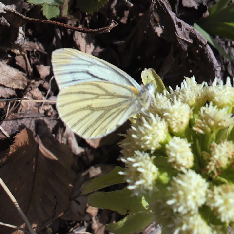 春の陽気に誘われて羽化したばかりのモンシロチョウが飛んでいた、初見です。写真は混同されているスジグロチョウです。