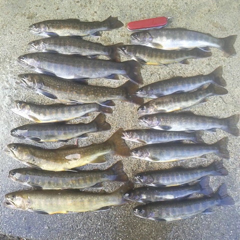 午後から岩魚釣り。大物が沢山釣れて満足です。