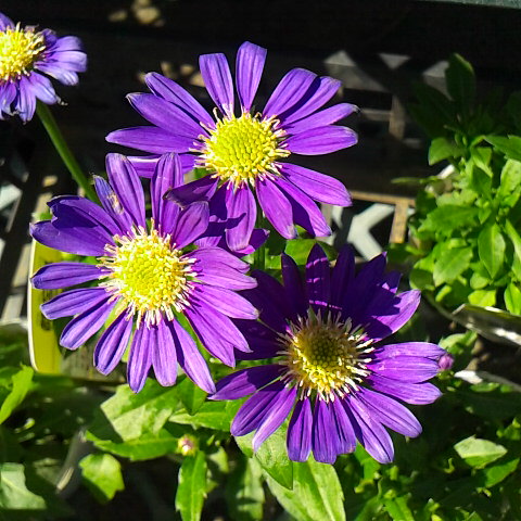 東日本大震災が発生した日です。、3月11 日の誕生花は都忘れです。移動性高気圧に覆われ春らしい天気です。