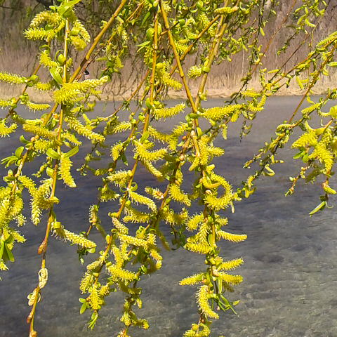 3月12日の誕生花は柳です。春らしい穏やかな天気です。今朝早くから地蔵岳に日帰りの方たちが数パーティ登りました。