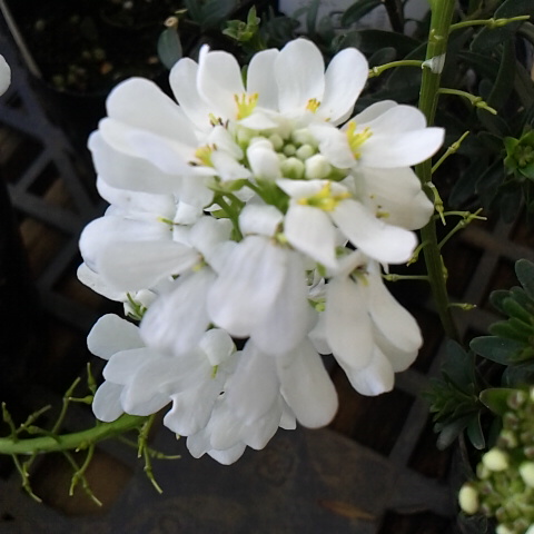 今朝は曇り、暖かい朝です。3 月14日の誕生花はイベリスです。