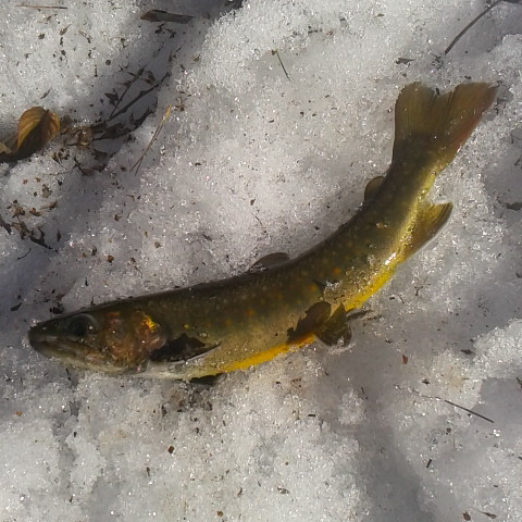 岩魚釣り今日はどこまでいったやら。とびっきりシャンなイワナです。
