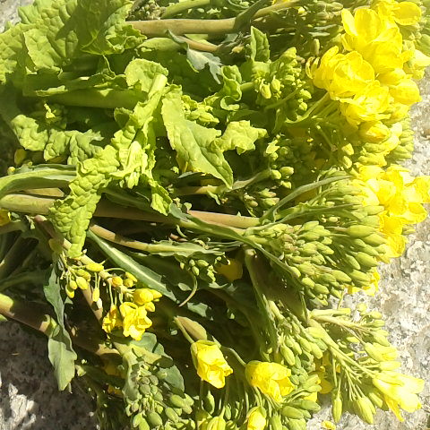 菜花を収穫、朝食で春を頂きました。