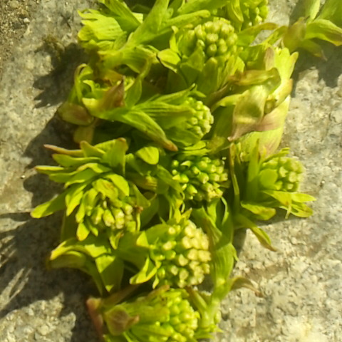 蕗の董、今年春一番の初物です。