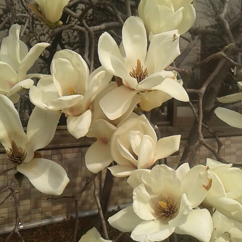 彼岸の入りです。ハクモクレンが満開でした。