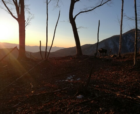 カモシカに会いました