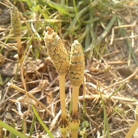 土筆が顔を覗かせていました。土筆を見ると春だなぁと心がウキウキして来ます。
