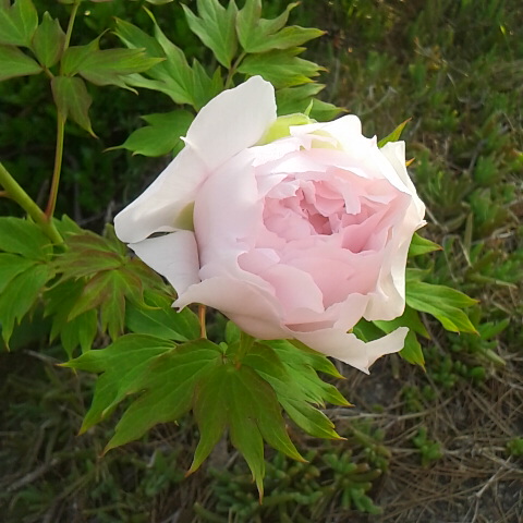 春分の日です。3 月20日の誕生花は牡丹です。