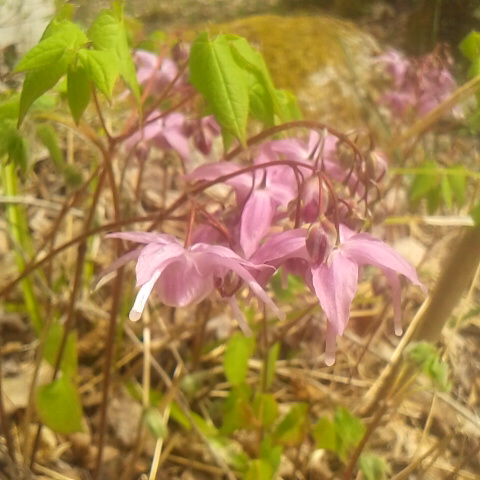 今日は久しぶりに雨らしい雨です。3月21 日の誕生花はイカリソウです。