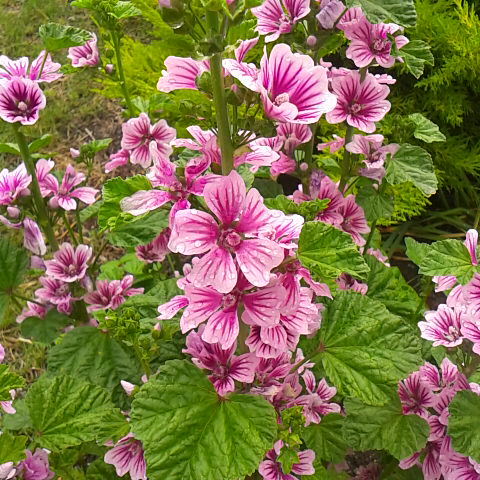 3月22日の誕生花はゼニアオイです。今朝は風が強くて寒い。