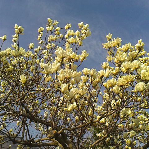 3月24日の誕生花はハクモクレンです。甲府や韮崎市では咲いていますが我が家のハクモクレンはまだ蕾です、寒さに敏感な花です。