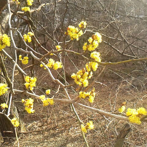 ダンコウバイの花が咲いている。