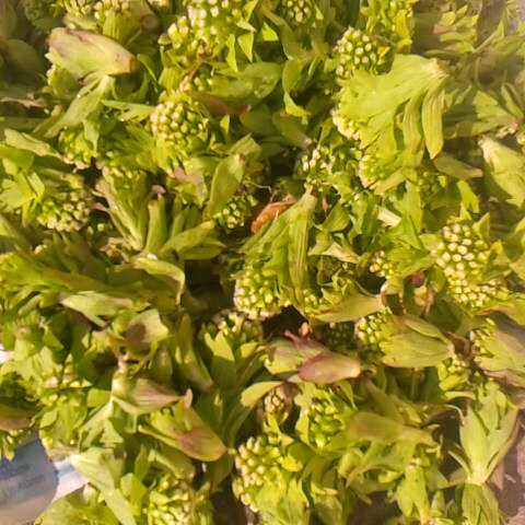 庭や畑の蕗の薹を収穫しました