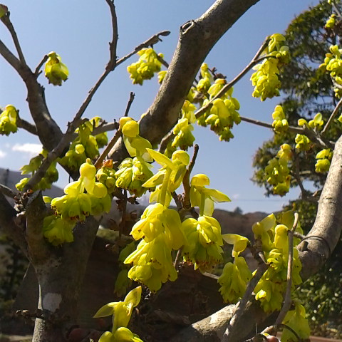 3月25日の誕生花はトサミズキです。