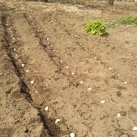 鬼の攪乱か風邪をひいて１日半、これでもかと寝ていました、良く寝れるもんでした。