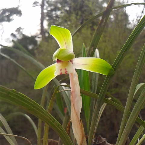 3月26日の誕生花は春蘭です。松が生えている雑木林て春蘭が咲き始めました。今朝は雪が降っています。名残雪です春の雪です。
