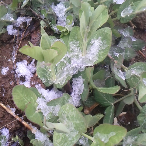 今日は雪、自宅付近では降っては消え、消えては雪。なごり雪です。朝はうっすらと積もっていました。今は消えて終いましたが御座石温泉付近では１０センチ積雪量です。