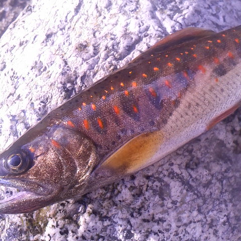 美麗アマゴ、明日は渓流釣り日和。細田倖市流釣りかたを伝授します。