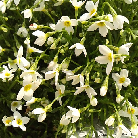 今日は曇りです、昨日の朝は鳳凰小屋で新雪２０センチ、今朝は御座石温泉で新雪は10 センチ位です。3 月27日の誕生花はヒナソウです。さくらの日です。