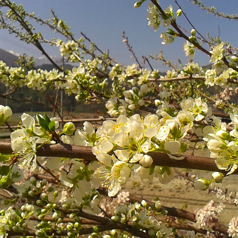 朝は冷え込み氷が張っていました。3月29 日の誕生花は李、スモモです。