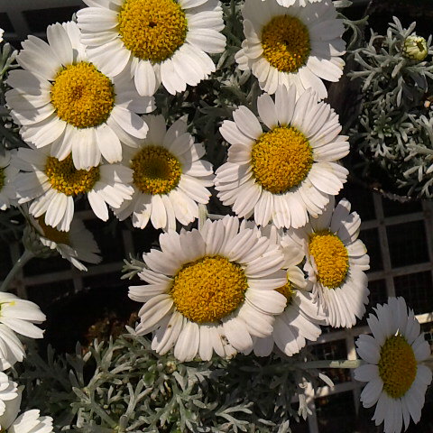 3月30日の誕生花、ローダンセマム