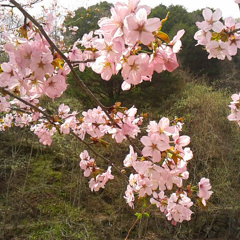 。3月31 日の誕生花は山桜です。オオヤマザクラの花です。