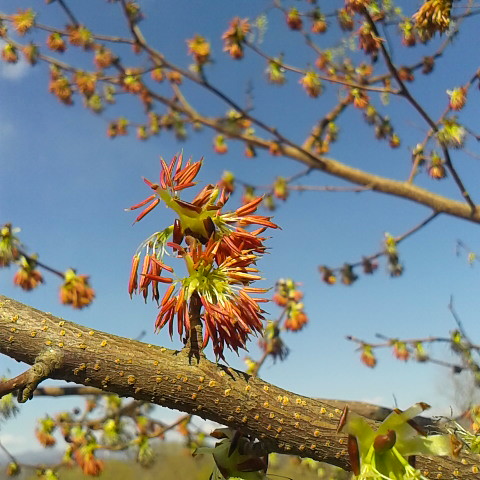 春の野山を彩るフサザクラ。桜の名前ですが桜ではありません。