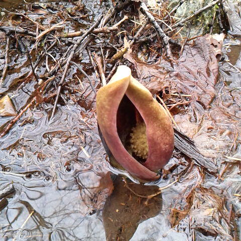 鳳凰山麓のザゼンソウが咲いている。染井吉野がやっと二分咲きになりました。