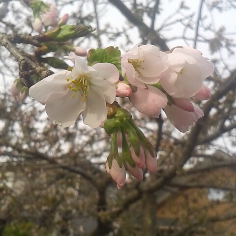 梅は散り、ソメイヨシノは満開、我が家の山桜系のざくらはやっと開花です。