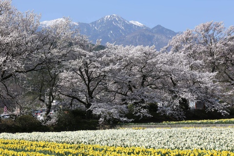 さくらと鳳凰三山