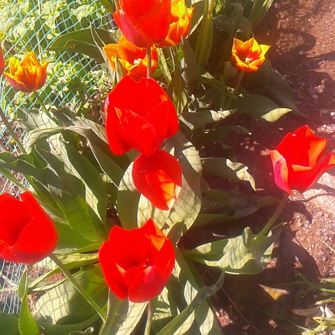 初夏を思わせる気温です。鳳凰三山は昨夜は暖かい雨で山が大分黒々となりました。